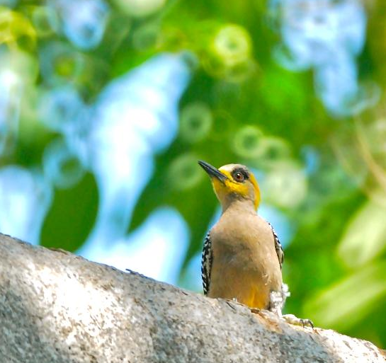 captura-de-pantalla-2016-12-31-a-las-12-32-25-p-m