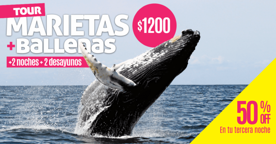 ballenas-hostel-san-pancho