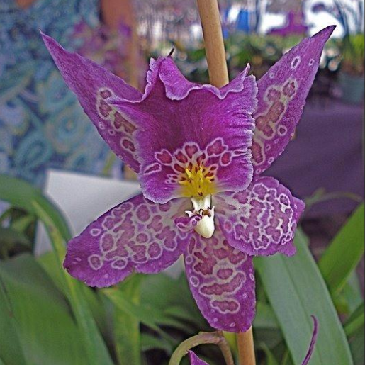 captura-de-pantalla-2017-01-03-a-las-10-09-55-a-m